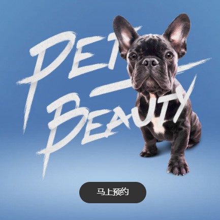 洮北宠物中心小程序开发